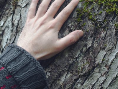 closeup of hand touching a tree