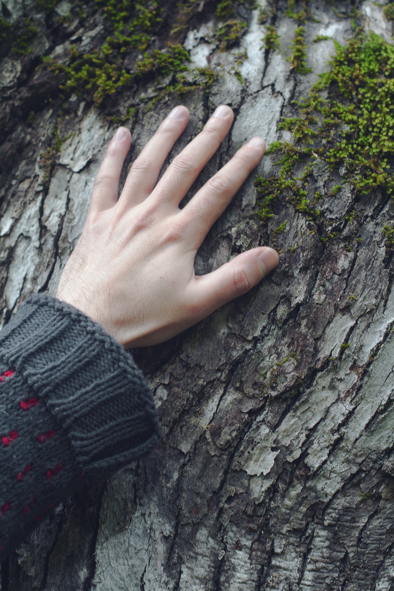 closeup of hand touching a tree