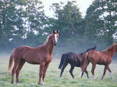 horses on foggy pasture in morning