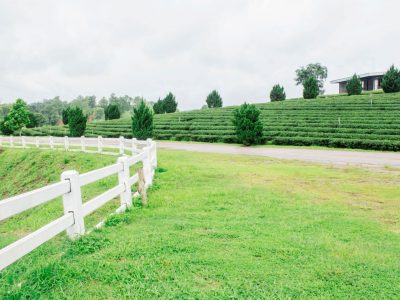 fence and lawn on tea farm