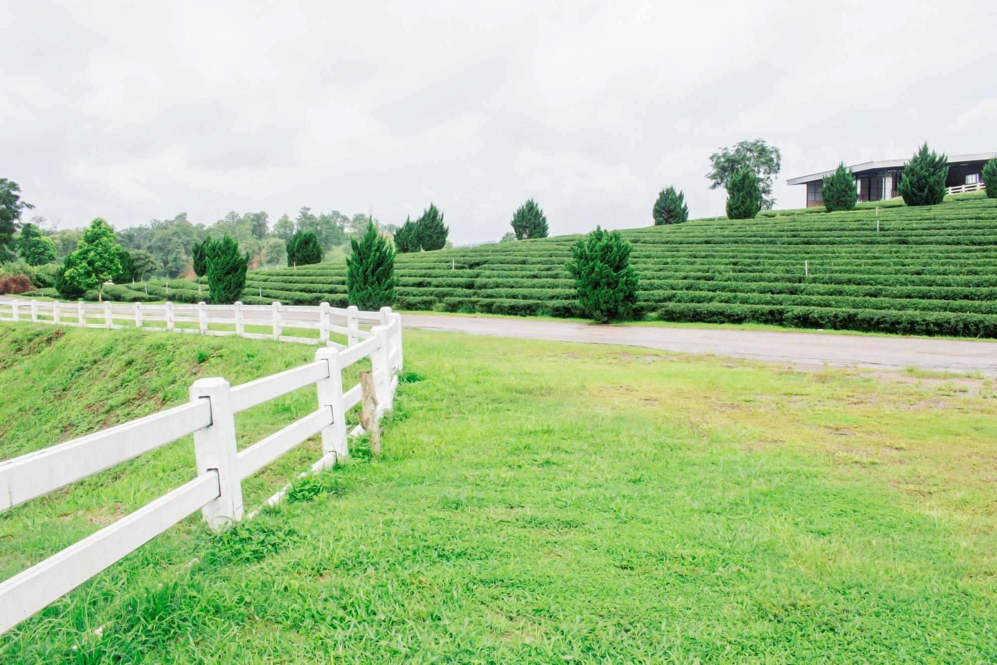 fence and lawn on tea farm